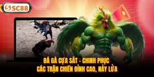 Đá Gà Cựa Sắt - Chinh Phục Các Trận Chiến Đỉnh Cao, Nảy Lửa
